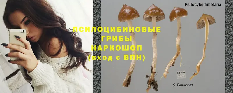 Псилоцибиновые грибы Psilocybine cubensis  мега вход  Вольск  продажа наркотиков 